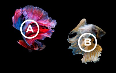 What Is A/B Testing?